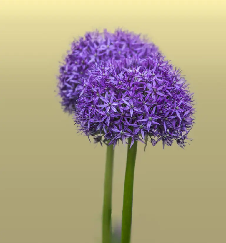  (532) Lila balls präsentiert: Blumen und Blüten, Natur