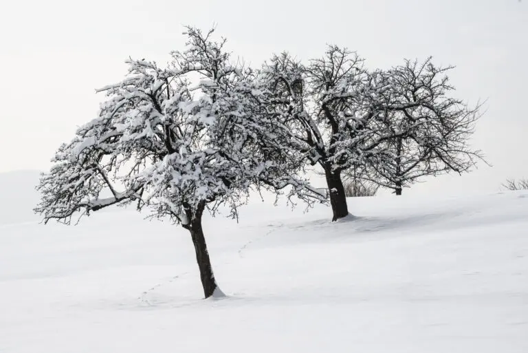  (533) weißer Baum präsentiert: Bäume, Landschaften, Natur, Schnee und Eis, Winter