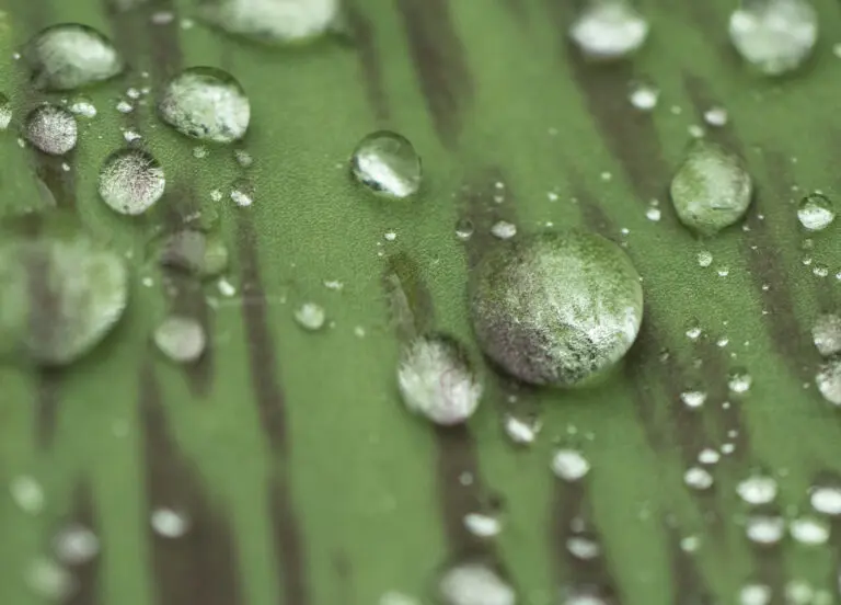 teardrops