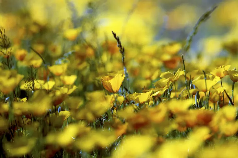  (553) Mexican Poppy 2 präsentiert: Natur, Blumen und Blüten