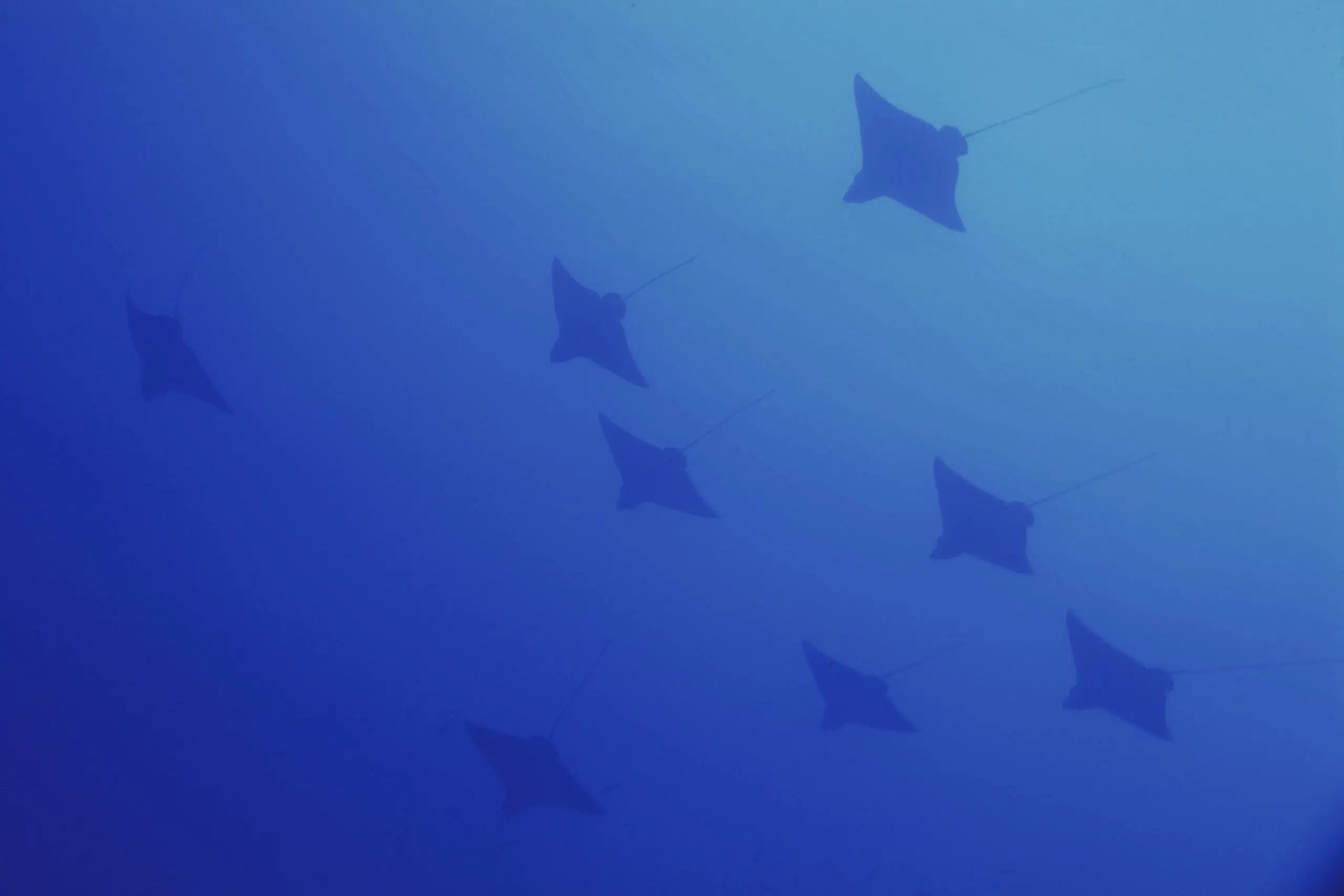 Wandbild (558) Blue Manta präsentiert: Wasser,Tiere,Sonstige Tiere,Fische,Unterwasser