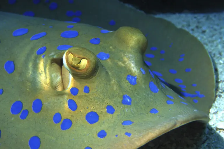  (556) Bleu Ray präsentiert: Fische, Sonstige Tiere, Tiere, Unterwasser, Wasser