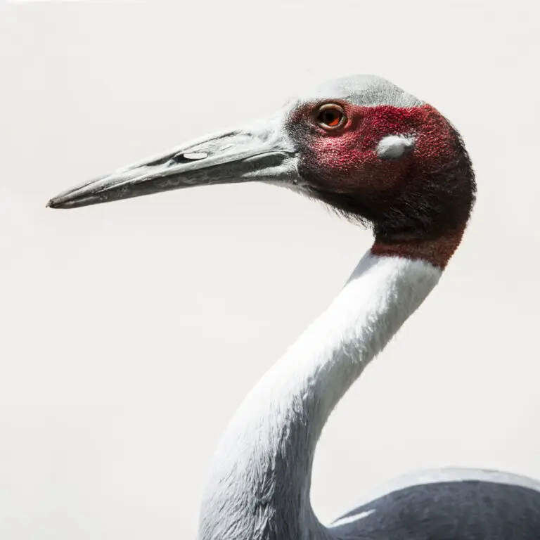  (584) Rede Crane präsentiert: Tiere, Vögel