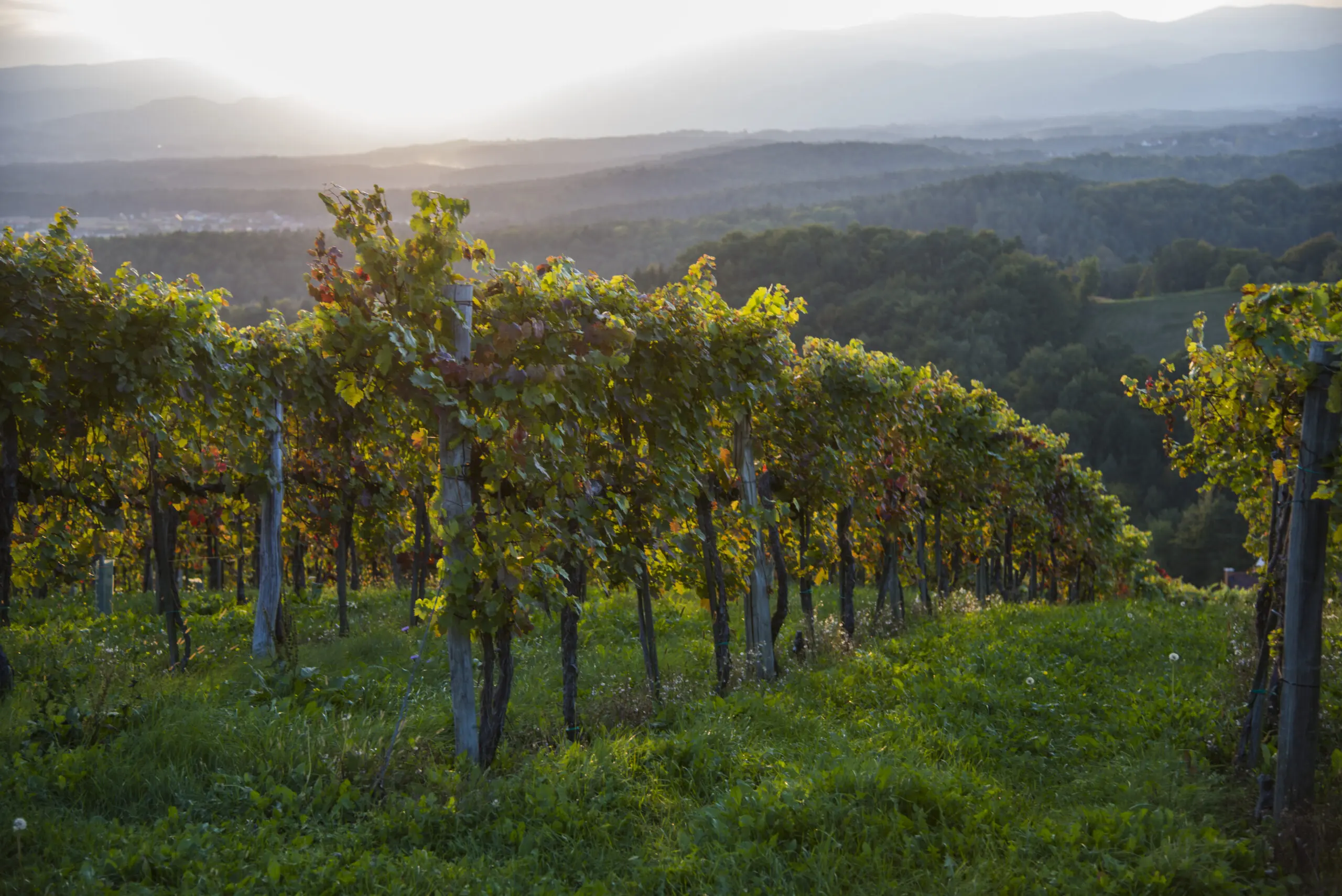 Wandbild (586) Weinseligkeit präsentiert: Landschaften,Natur,Sonstige