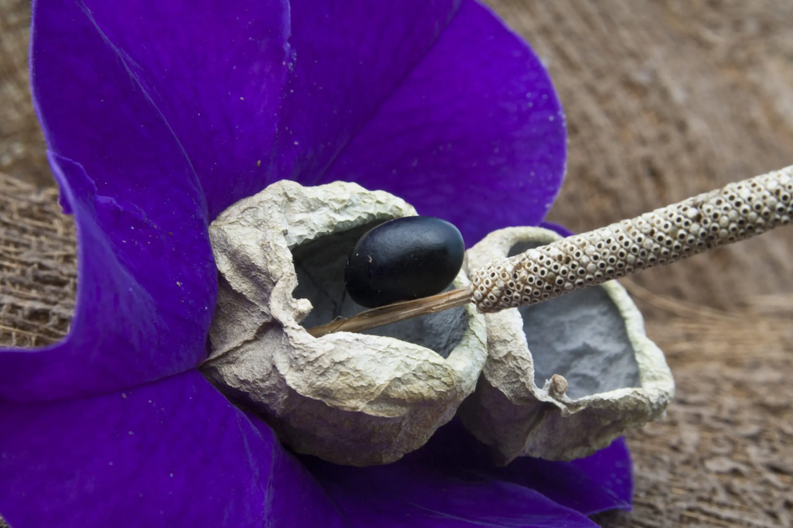 Wandbild (621) 11 präsentiert: Natur,Blumen und Blüten