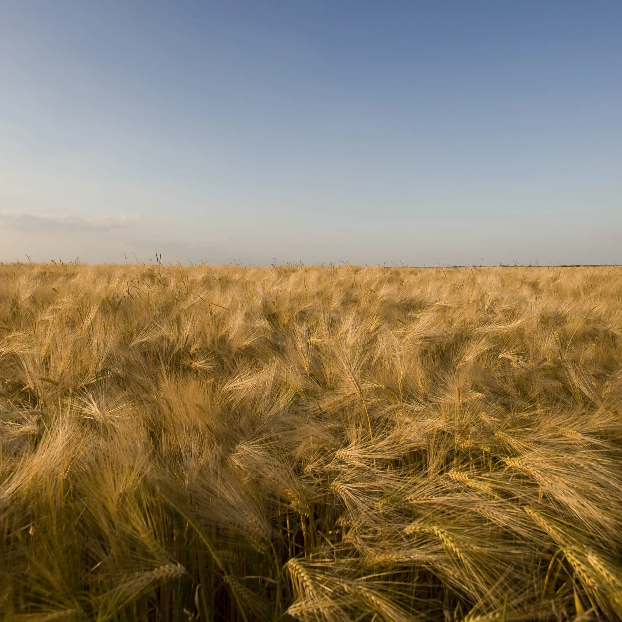 Wandbild (648) Fields 2 präsentiert: Natur,Landschaften,Sonstige