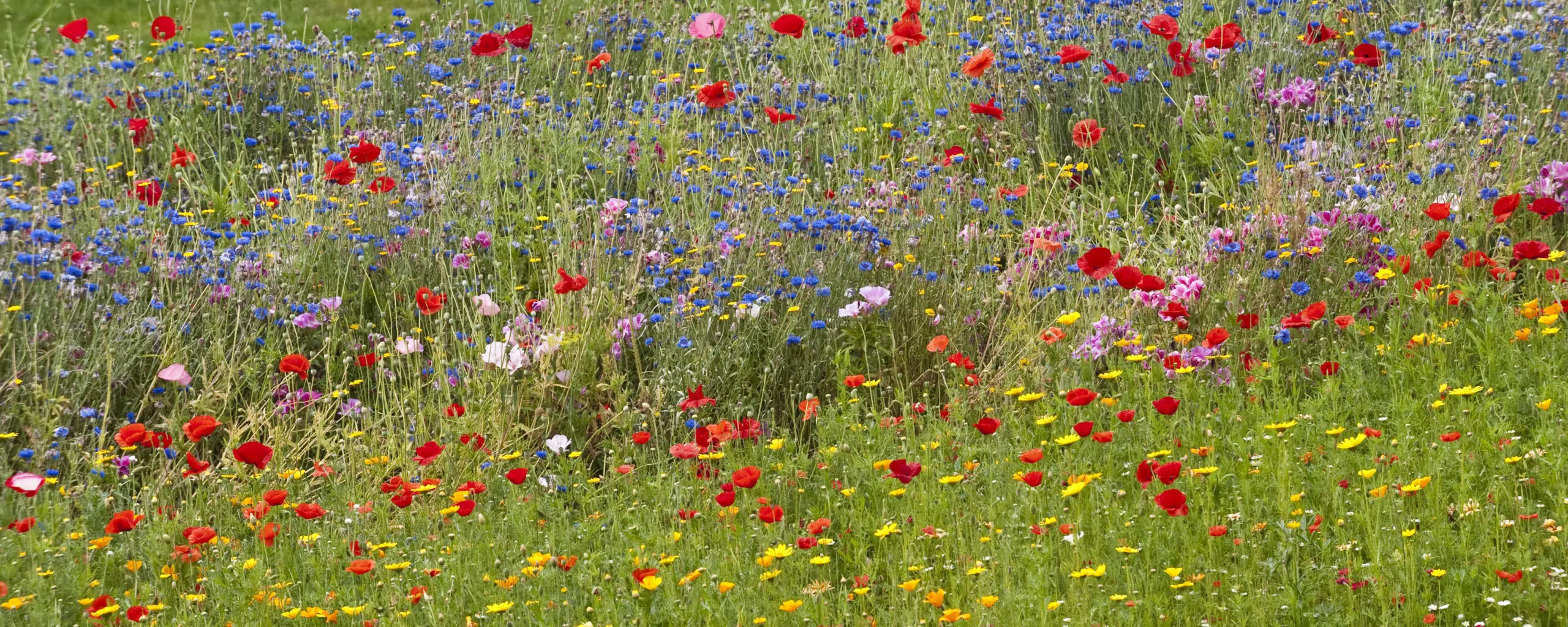 Wandbild (646) Flowerpower präsentiert: Natur,Blumen und Blüten