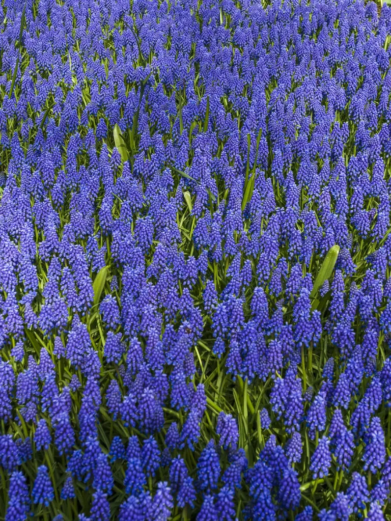  (656) Lila Flower präsentiert: Blumen und Blüten, Natur