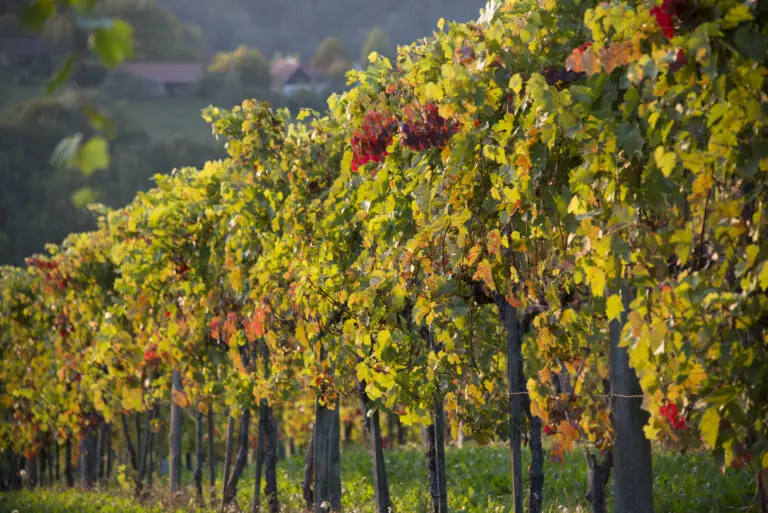  (659) Herbstblut präsentiert: Landschaften, Natur, Sommer, Sonstige