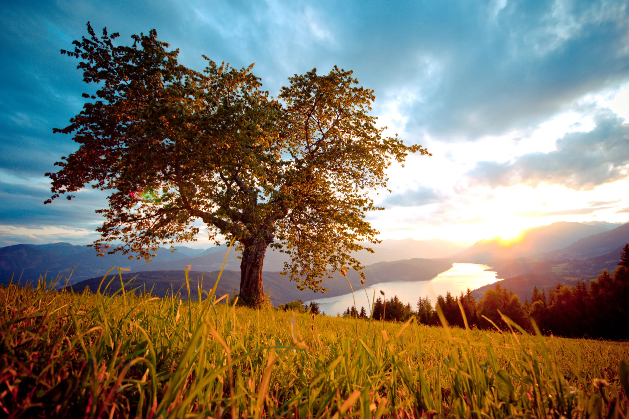 Wandbild (665) Der Baum präsentiert: Stillleben,Wasser,Natur,Landschaften,Bäume,Blätter,Sommer,Berge,Gewässer,Seen