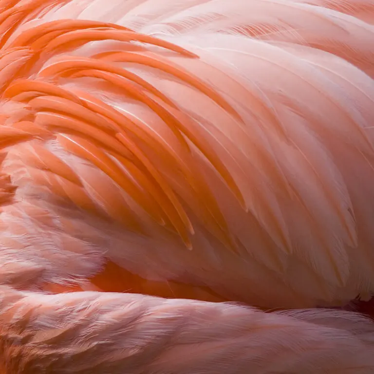 Pink Beauty