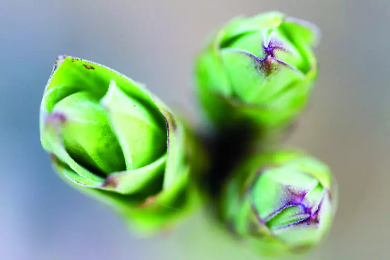 3 Knospen