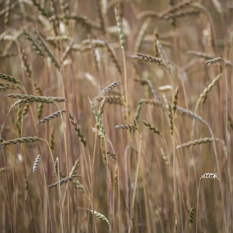 Herbstfeld