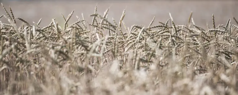 Fields