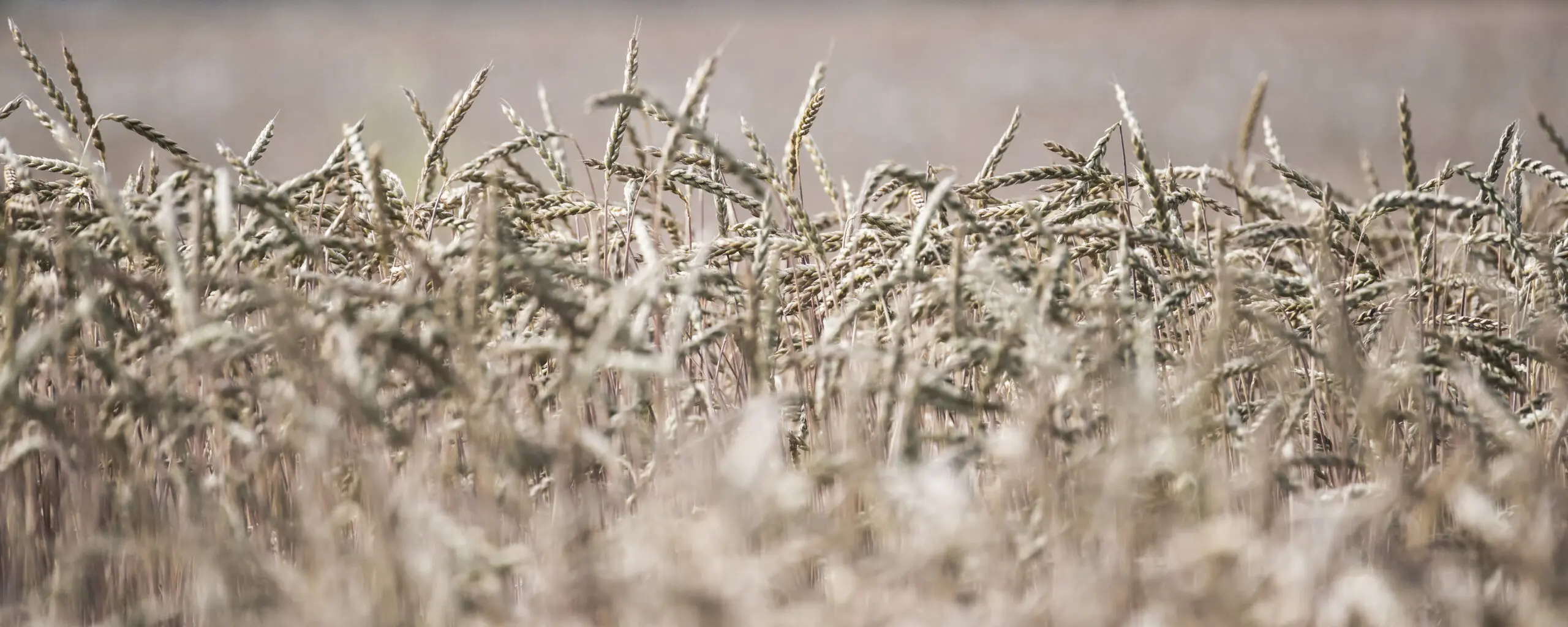 Wandbild (1007) Fields präsentiert: Natur,Sonstige Pflanzen