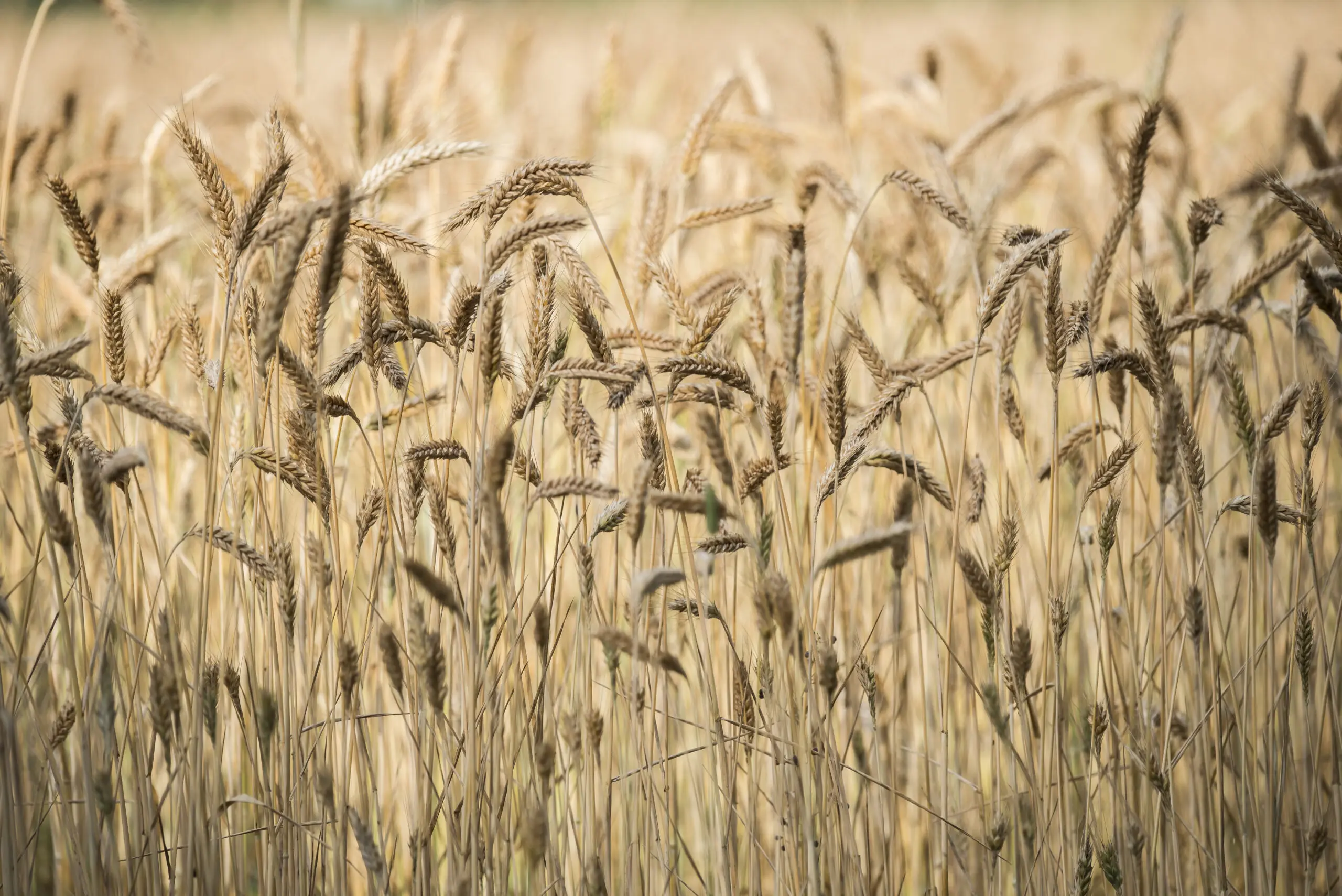 Wandbild (1003) Herbstfeld 3 präsentiert: Natur,Sonstige Pflanzen