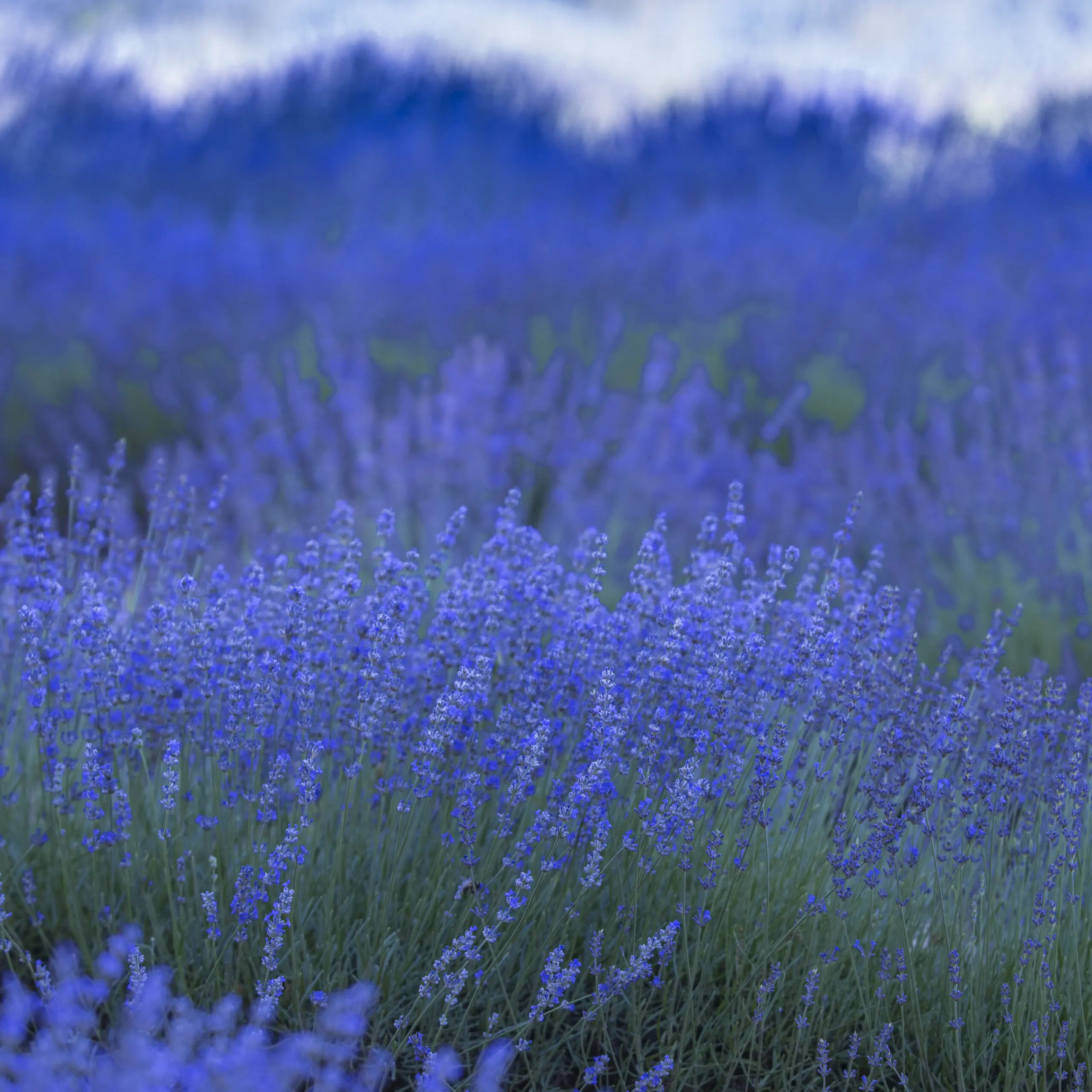 Wandbild (1016) Lavendel 1 präsentiert: Natur,Blumen und Blüten