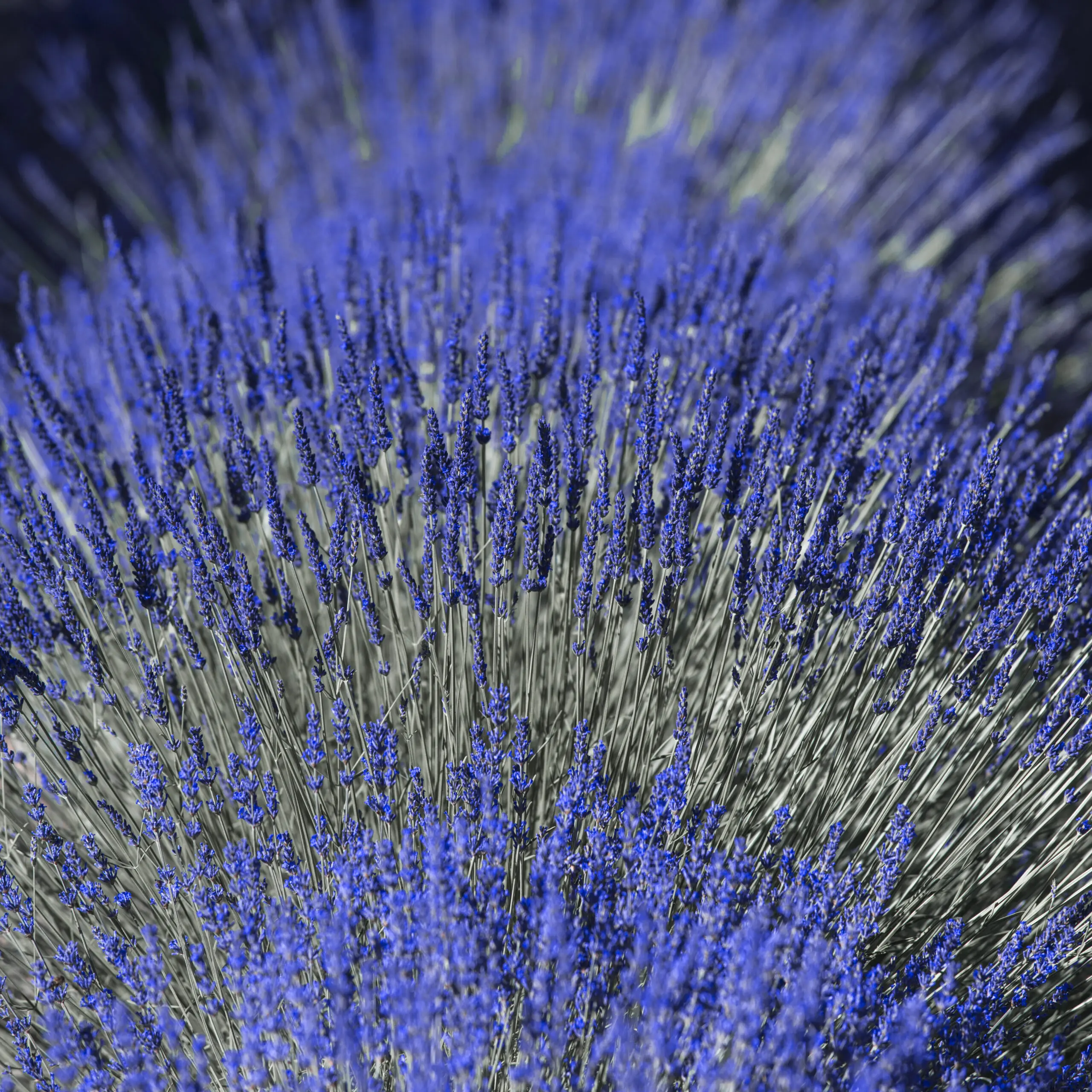 Wandbild (1015) Lavendel 2 präsentiert: Natur,Blumen und Blüten