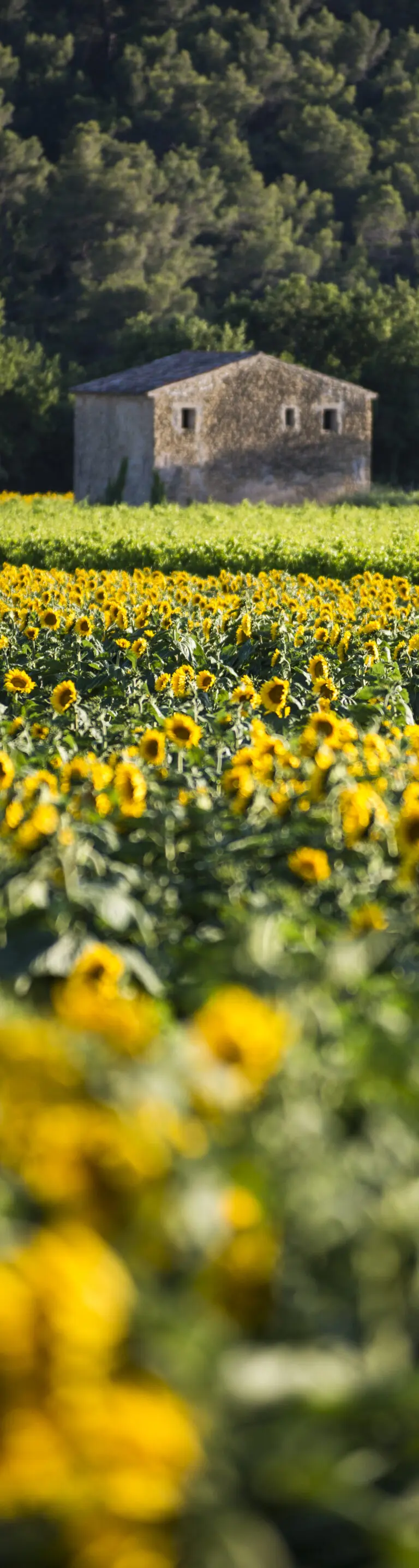 Fleur de Provence