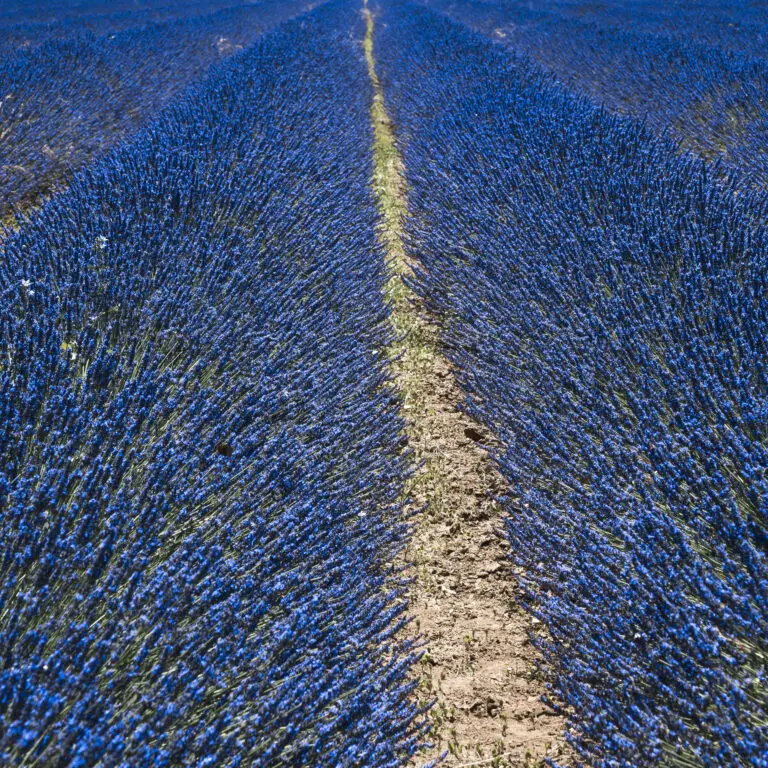 Unendlich blau
