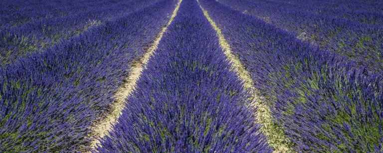 Pay de Provence