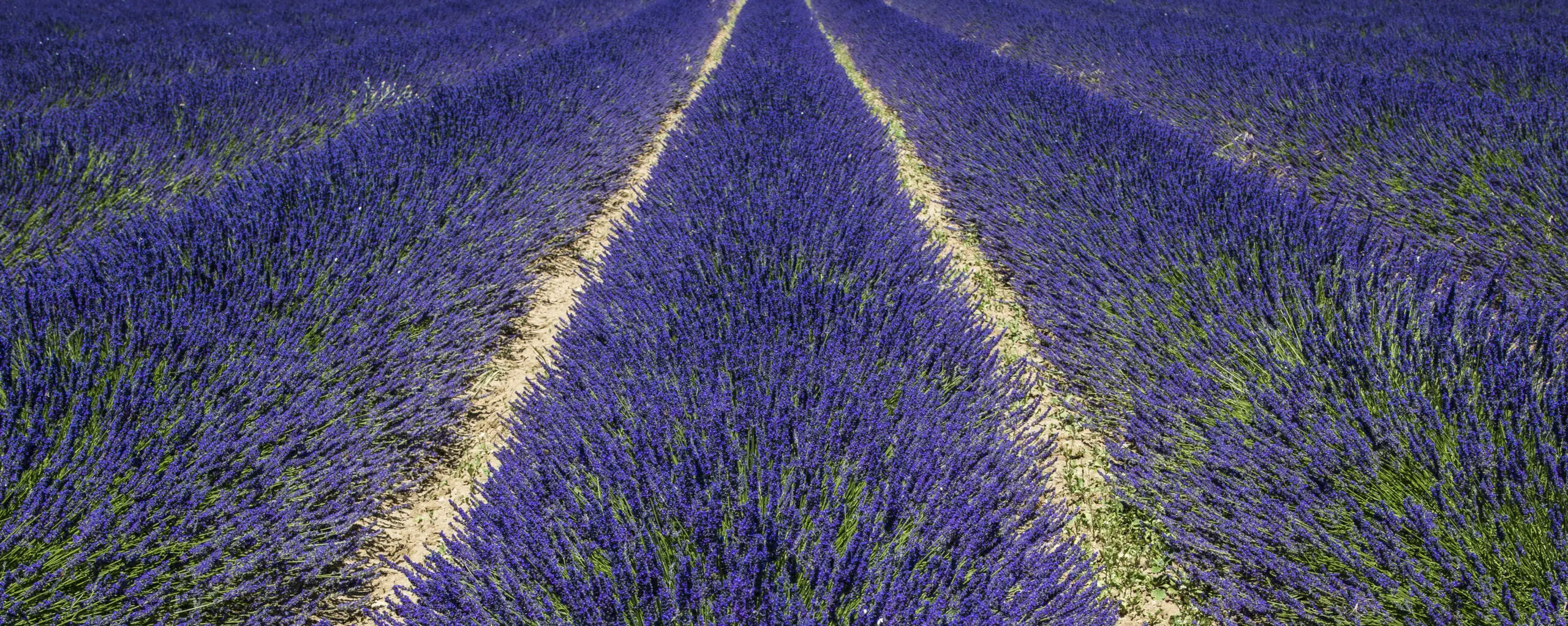Wandbild (1027) Pay de Provence präsentiert: Natur,Sonstige Pflanzen