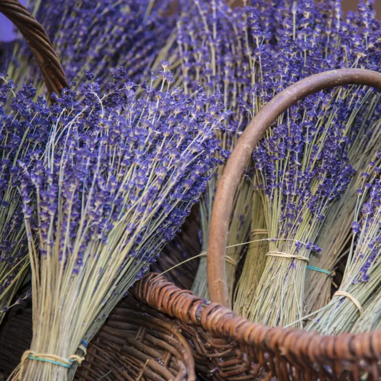 Provence 3
