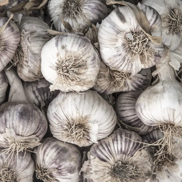 Knoblauch