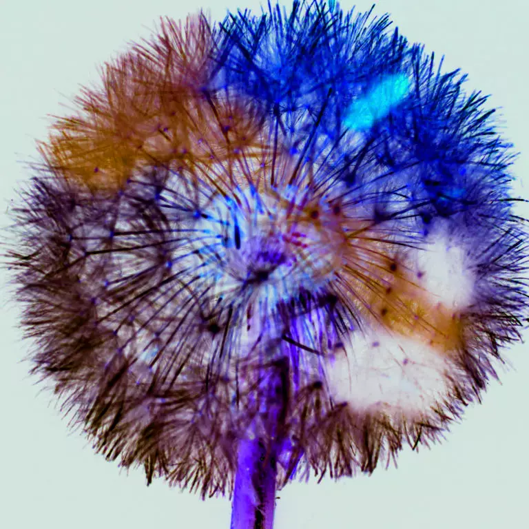 Pusteblume