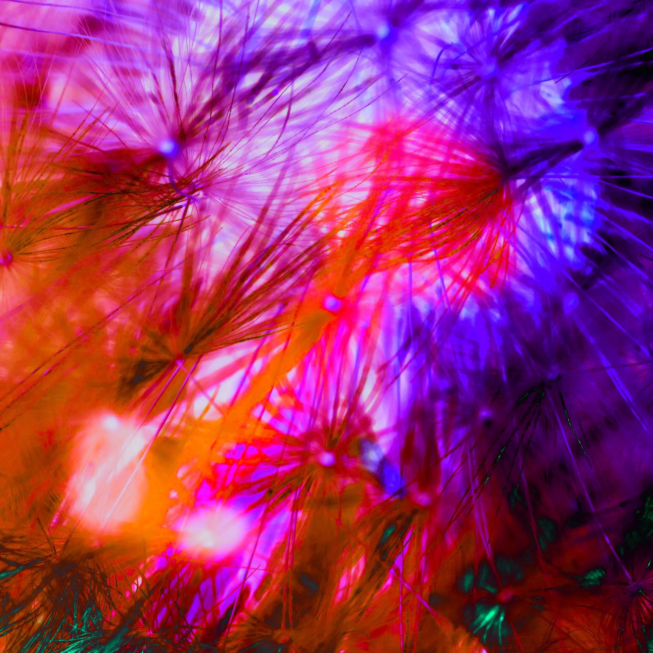 Wandbild (1033) Psychedelic Hawkbit präsentiert: Natur,Blumen und Blüten,Makro