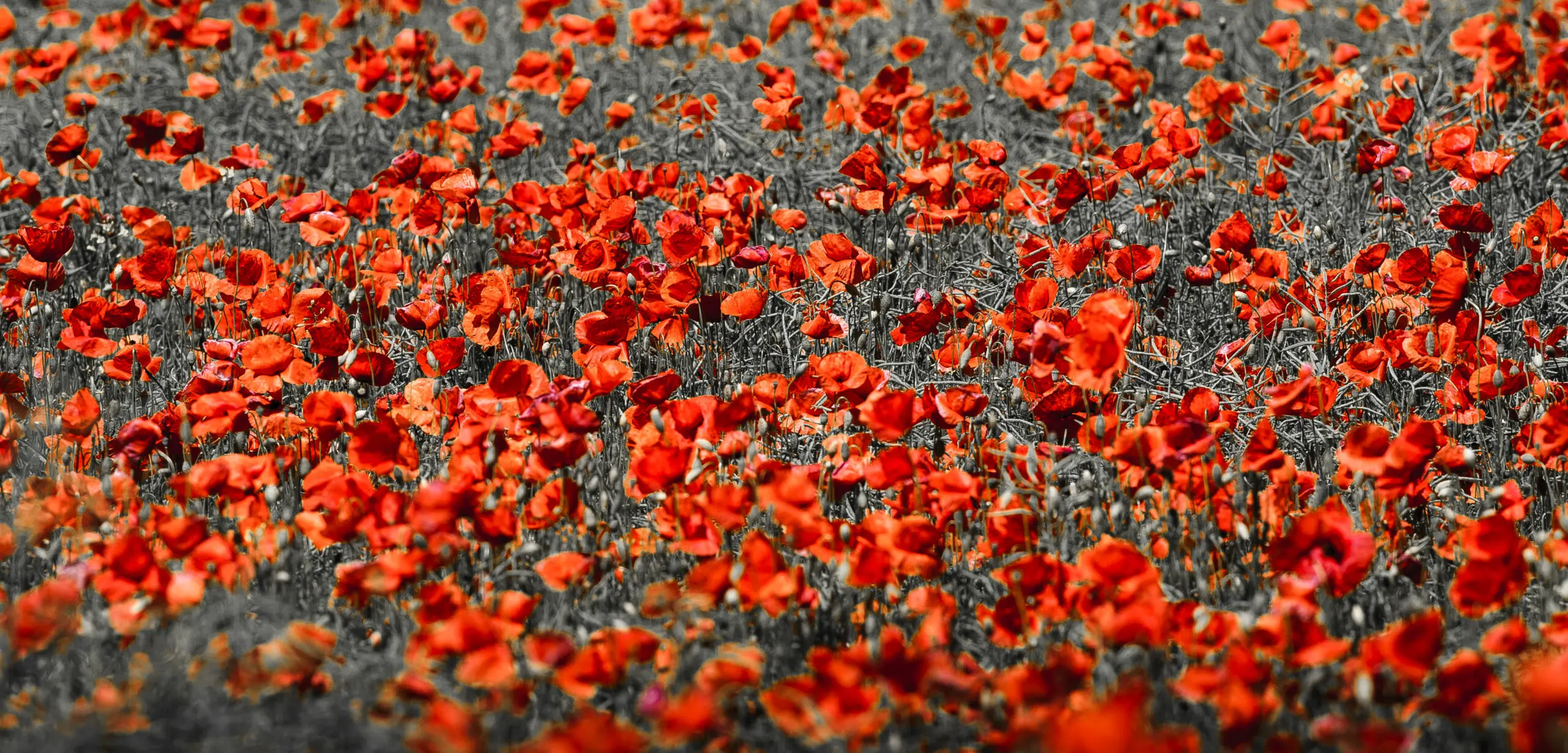 Wandbild (1042) Red Beauties präsentiert: Natur,Blumen und Blüten
