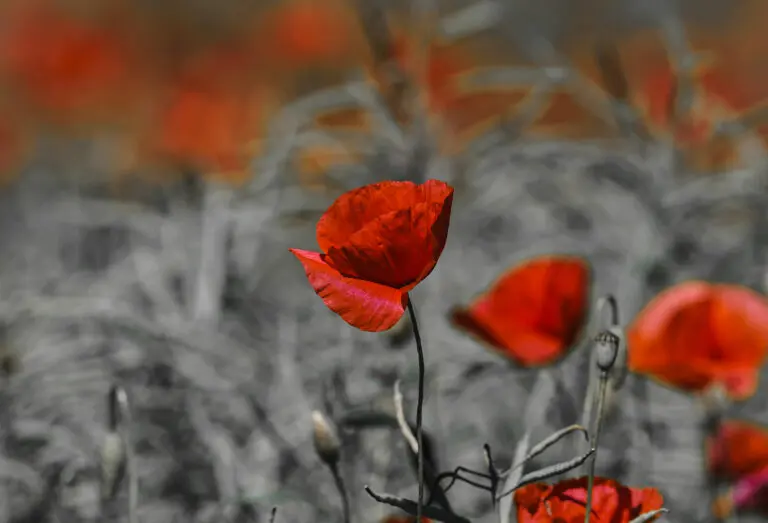  (1041) Red Beauty präsentiert: Blumen und Blüten, Natur