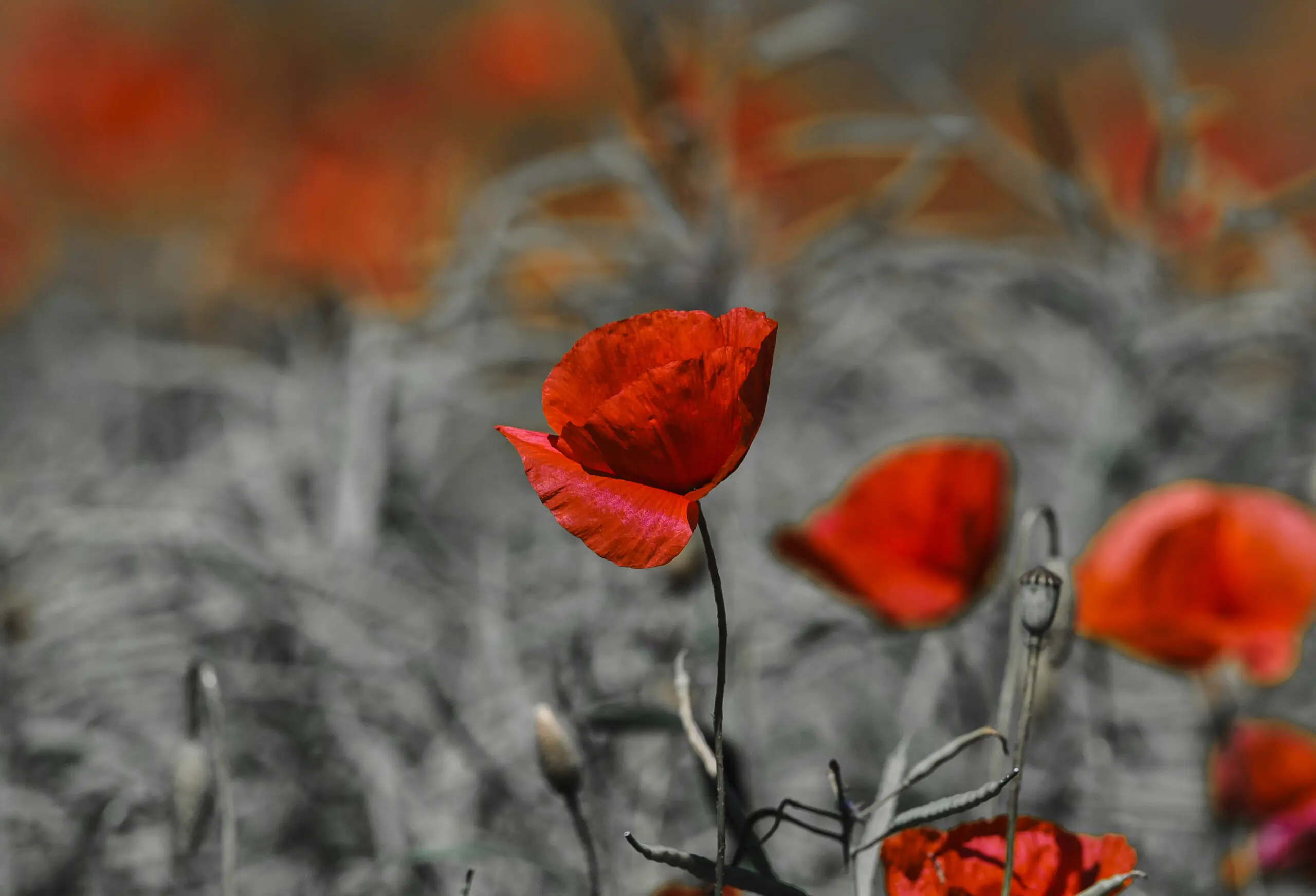 Wandbild (1041) Red Beauty präsentiert: Natur,Blumen und Blüten