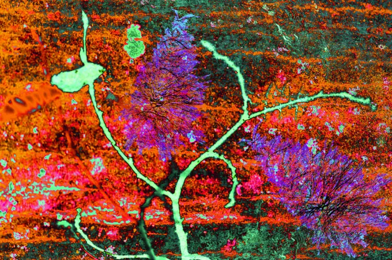 Branch I