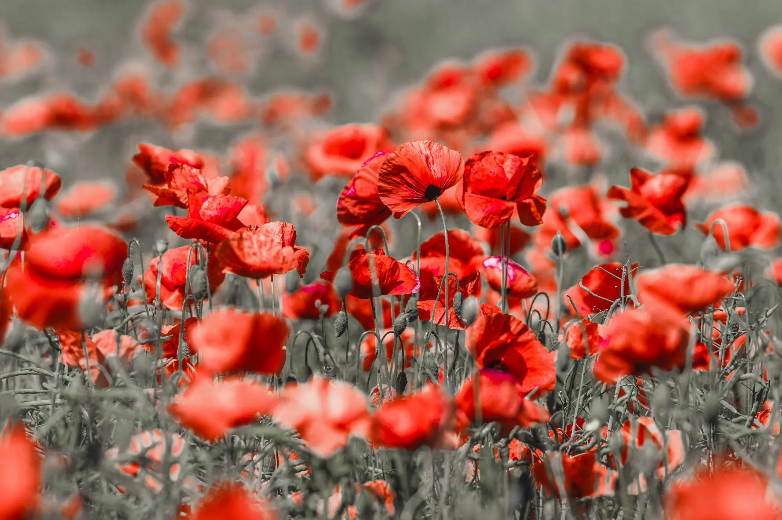 Wandbild (1043) Red Beauties 2 präsentiert: Blumen und Bl&uuml;ten
