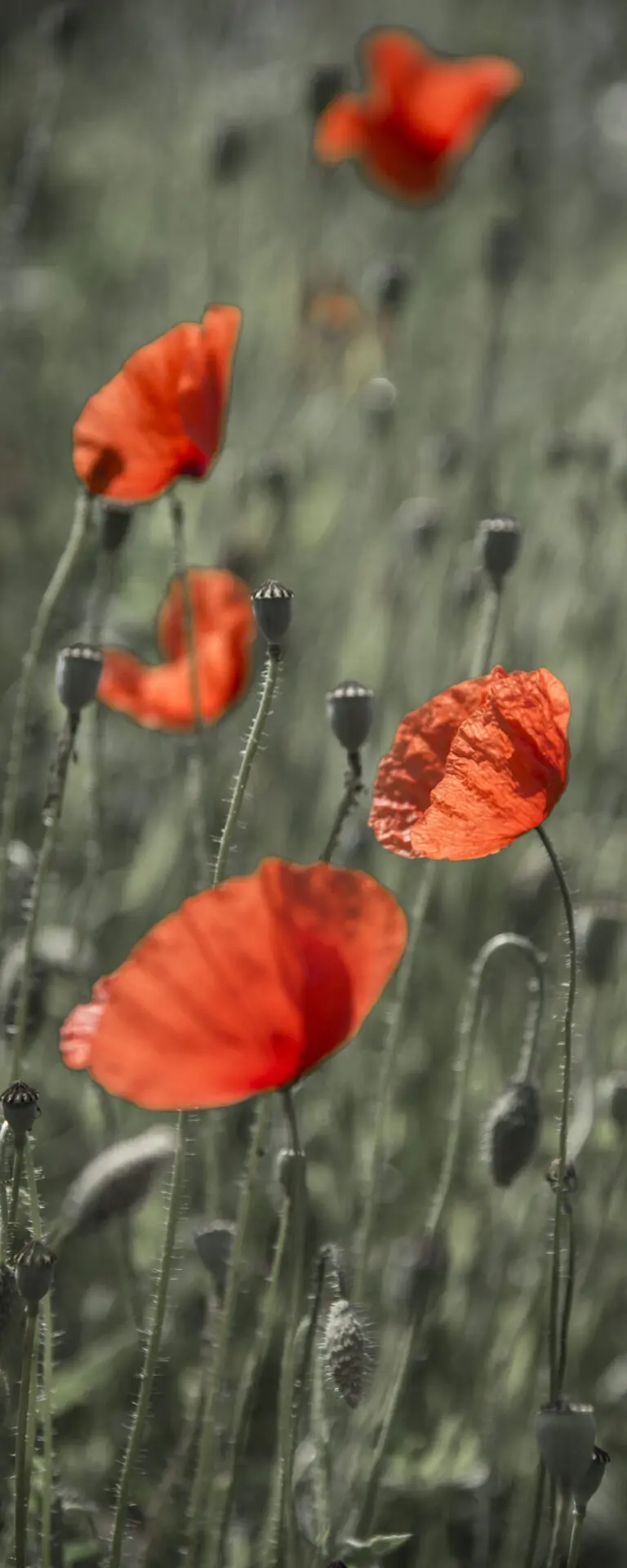  (1047) Loveley red präsentiert: Blumen und Blüten, Natur