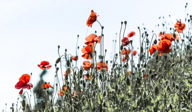 (1045) Vollmohn präsentiert: Blumen und Blüten, Natur