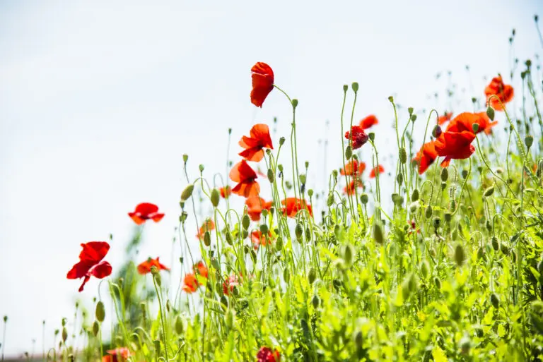  (1044) Rot und Grün präsentiert: Blumen und Blüten