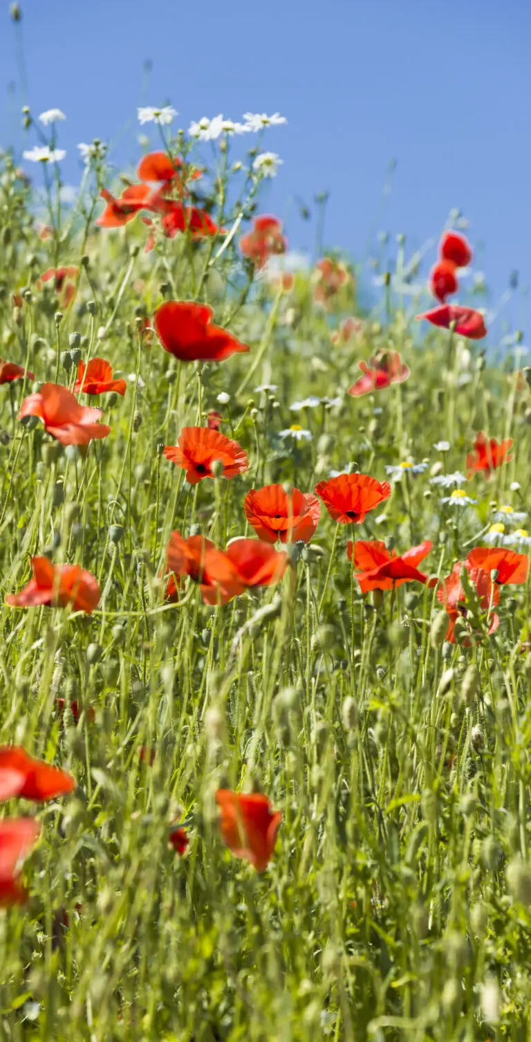  (1048) Mohnwiese präsentiert: Blumen und Blüten