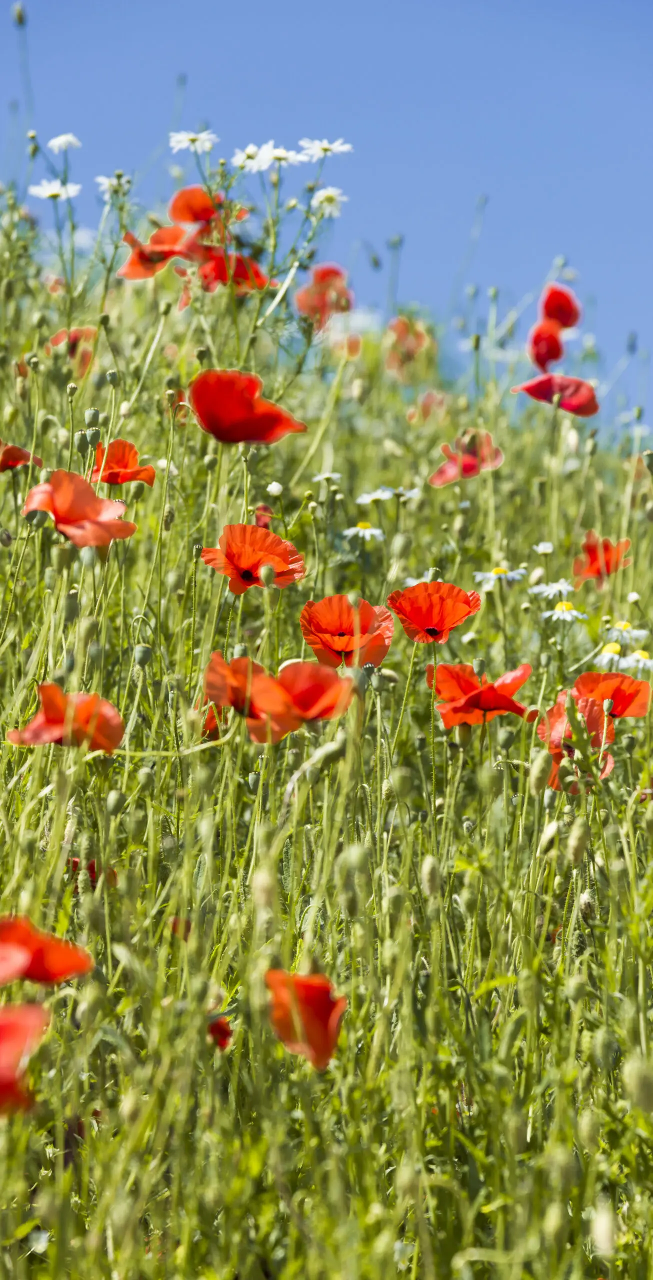 Wandbild (1048) Mohnwiese präsentiert: Blumen und Blüten