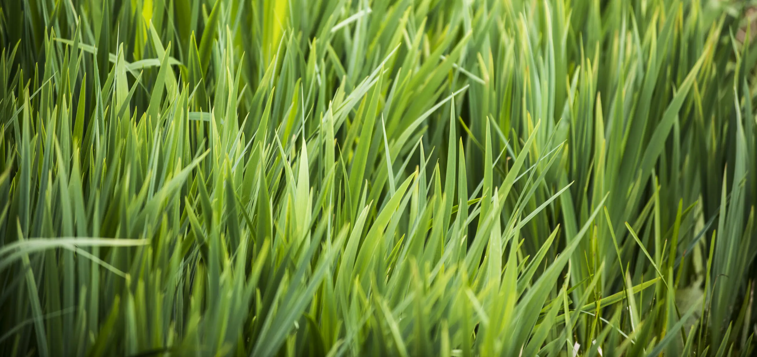 Wandbild (1053) Gras 2 präsentiert: Sonstige Pflanzen