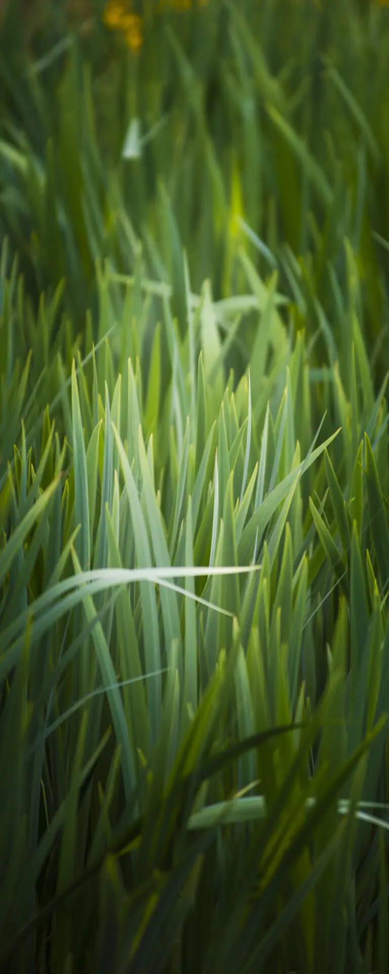  (1052) Gras präsentiert: Sonstige Pflanzen