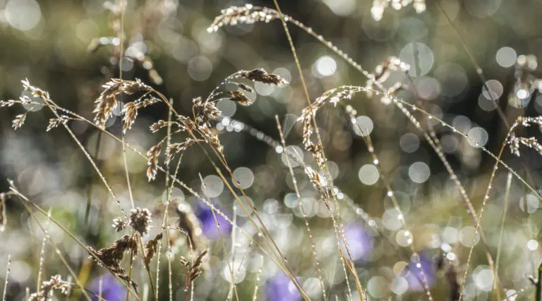  (1066) Morgentau2 präsentiert: Blumen und Blüten, Gräser, Makro, Natur
