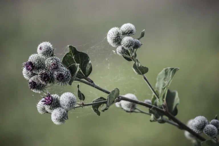  (1068) Fleur präsentiert: Blumen und Blüten, Natur