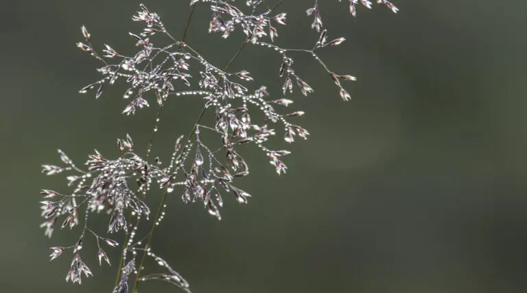  (1069) Motive – 1069 präsentiert: Blumen und Blüten, Natur