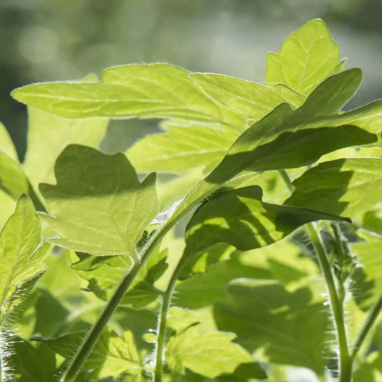  (1083) Green leave 3 präsentiert: Luftfahrt