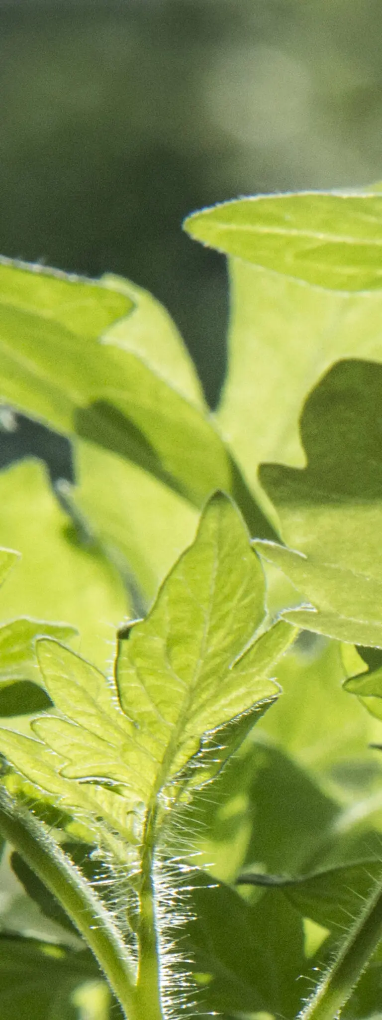  (1081) Green leave 2 präsentiert: Luftfahrt
