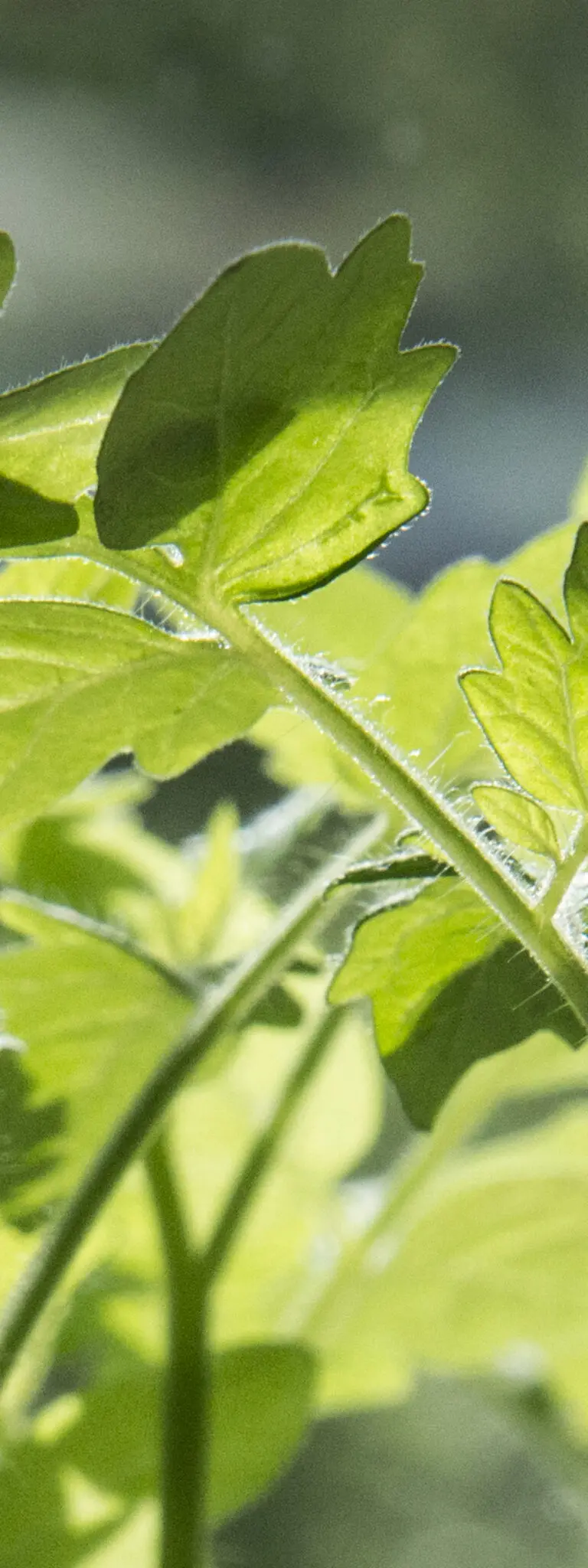  (1080) Green leave präsentiert: Luftfahrt
