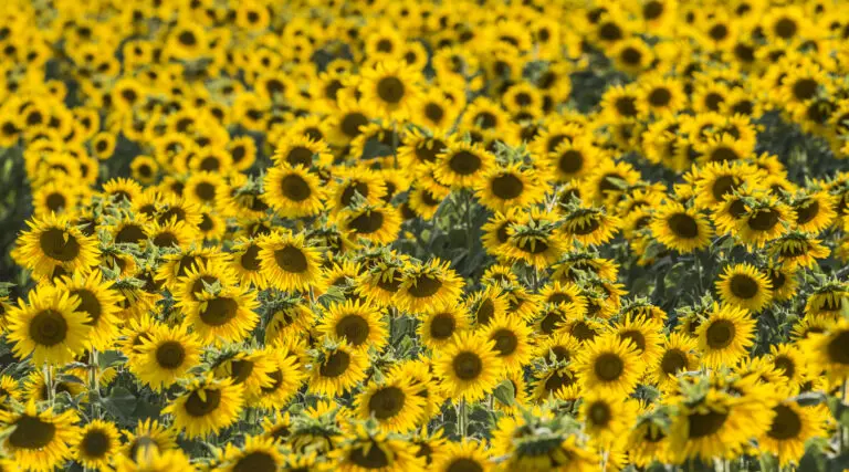  (1087) Happy Sunflower präsentiert:  