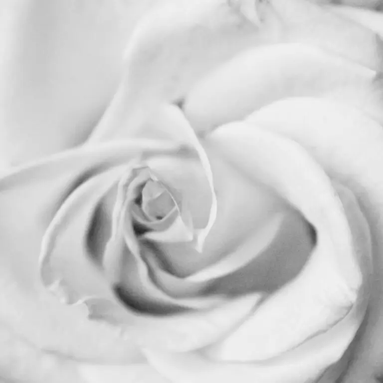  (1096) Weisse Rose präsentiert: Blumen und Blüten, Details und Strukturen, Makro, Natur, Pflanzen
